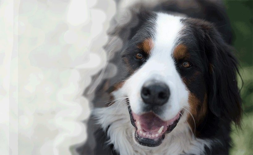 Licki Mat ( Buddy ) – KIN DOG GOODS
