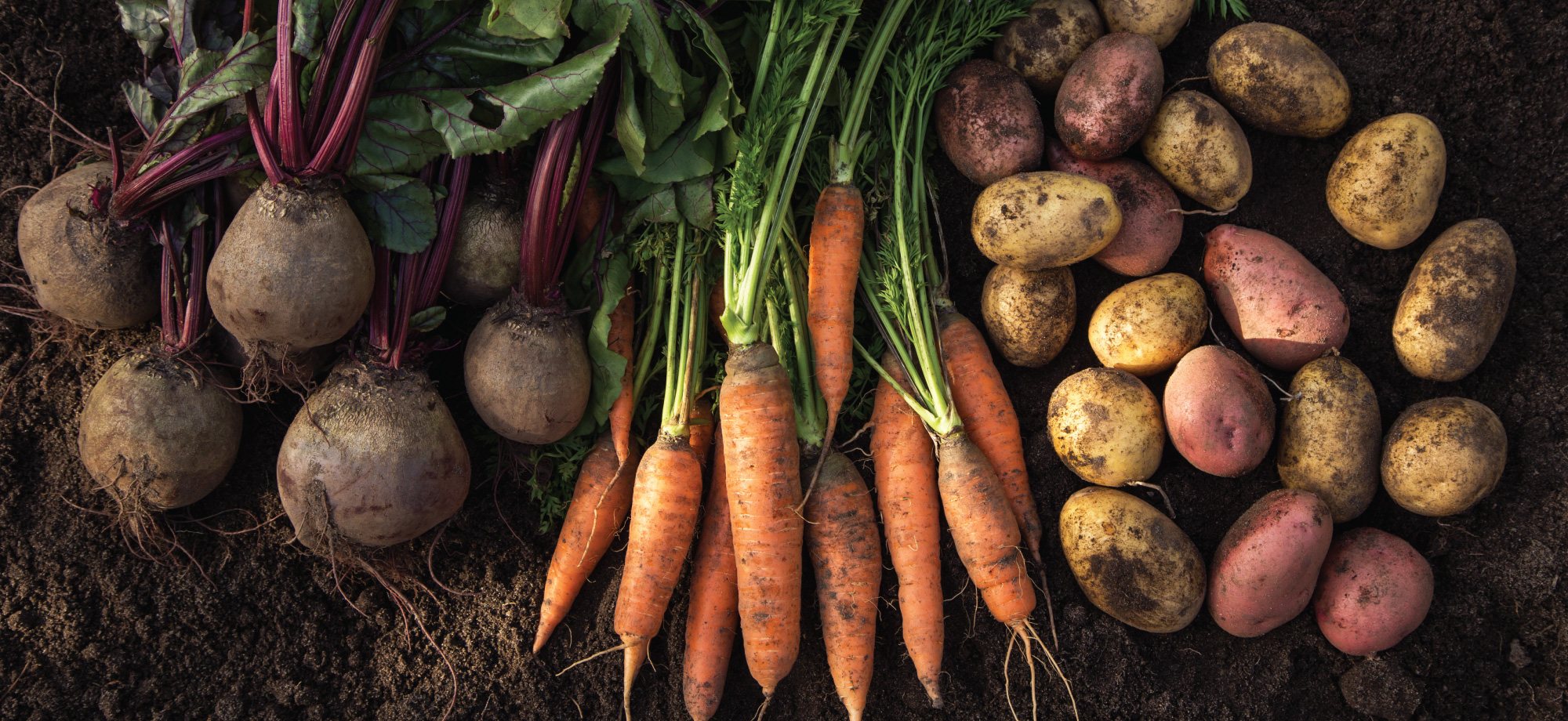 HarvesTime Foods 