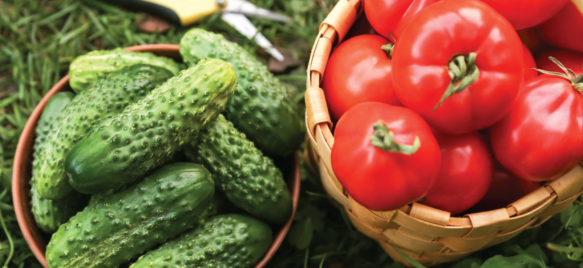 HarvesTime Foods 