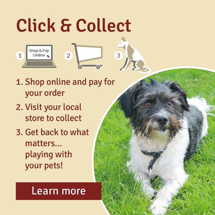 dogs order online