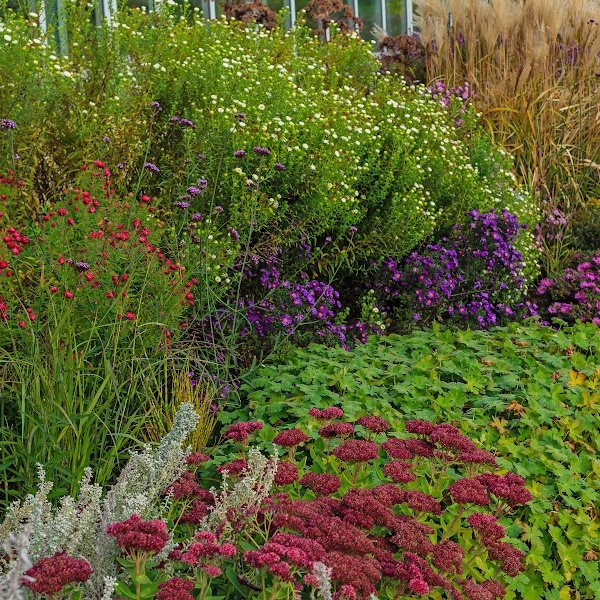Perennials